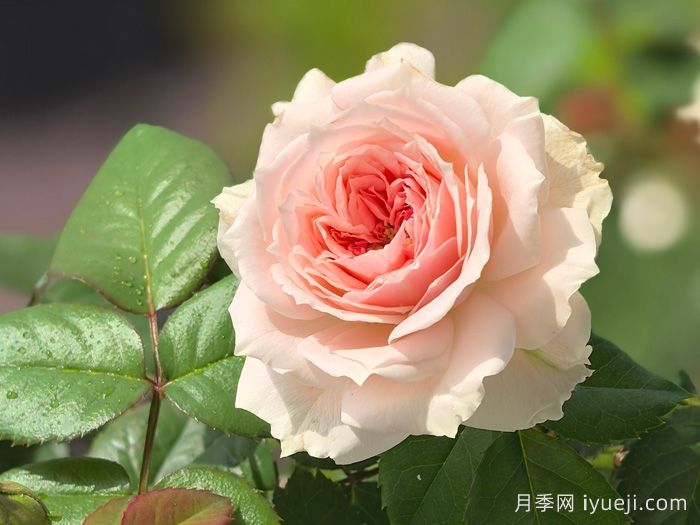 绒球门廊月季/绒球花环/门廊绒球/夏日羊绒Pompon Veranda(图3)