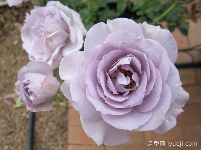 蓝宝石月季/紫香Blue Bajou(图1)