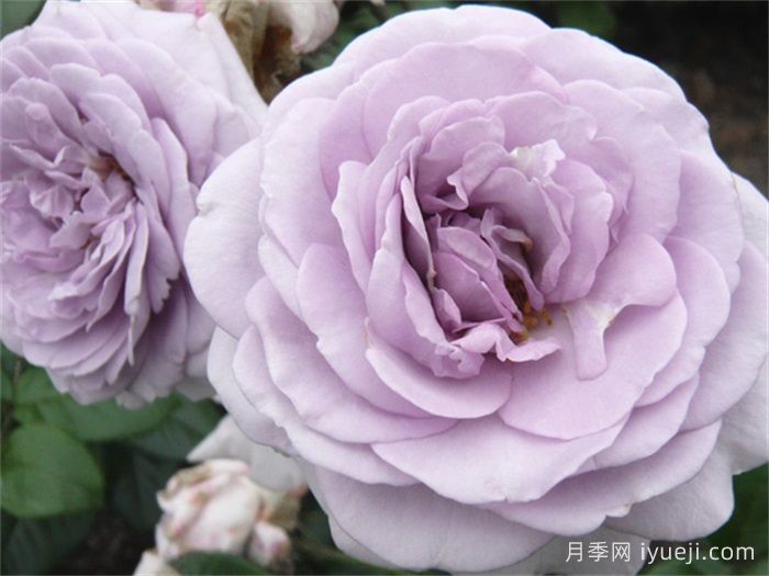 蓝宝石月季/紫香Blue Bajou(图2)