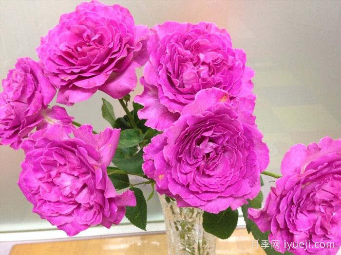 伊芙蓝宝石月季Yves Sapphire(图2)