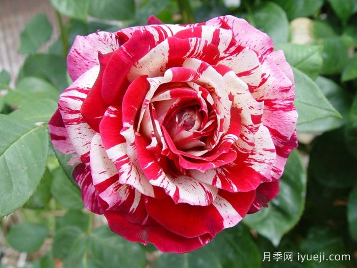 胡里奥月季/伊格莱西亚斯Julio Iglesias(图3)