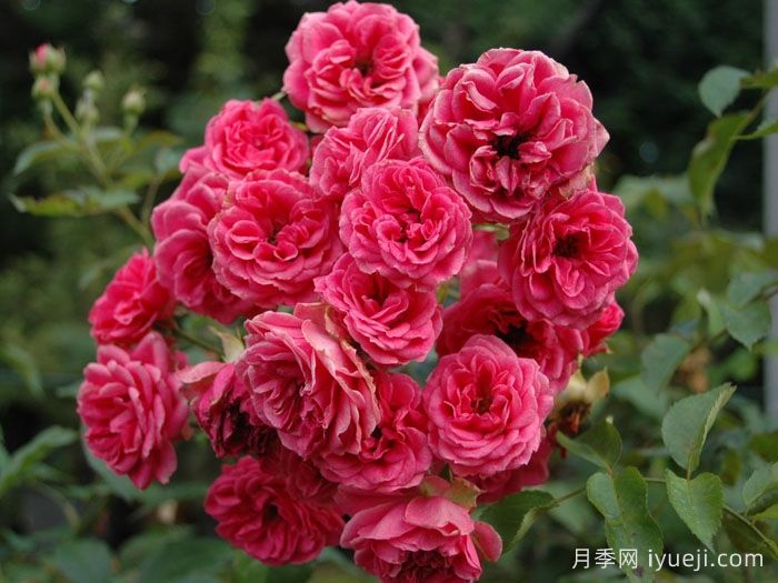 霍尔恩月季Elmshorn(图2)