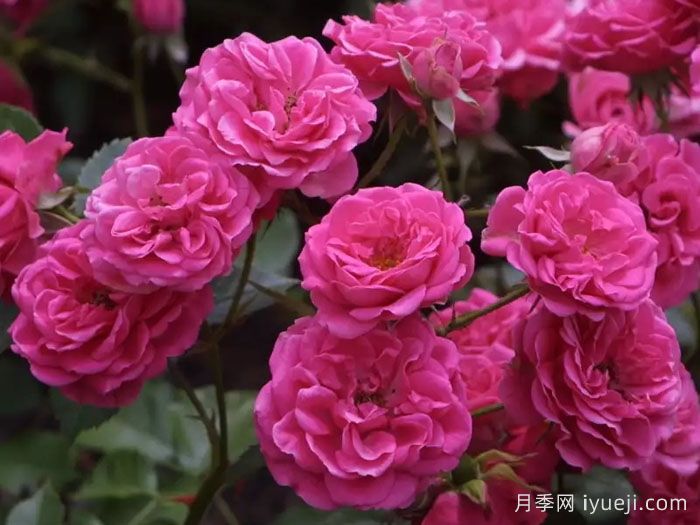 霍尔恩月季Elmshorn(图3)