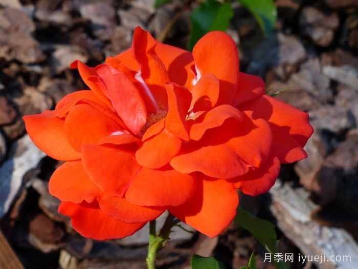 花房月季Hanabusa(图1)