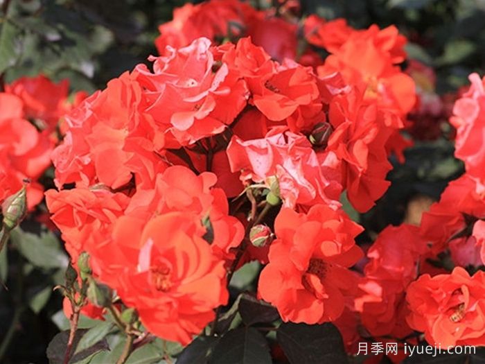 花房月季Hanabusa(图2)