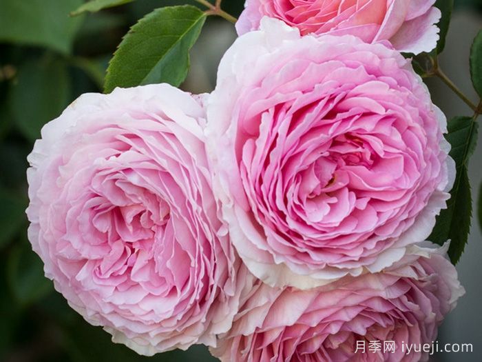 詹姆斯高威月季/詹姆斯戈尔韦James Galway(图6)