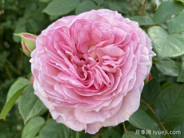 詹姆斯高威月季/詹姆斯戈尔韦James Galway(图1)