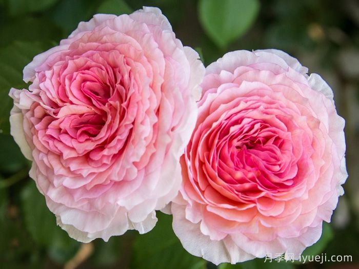 詹姆斯高威月季/詹姆斯戈尔韦James Galway(图2)