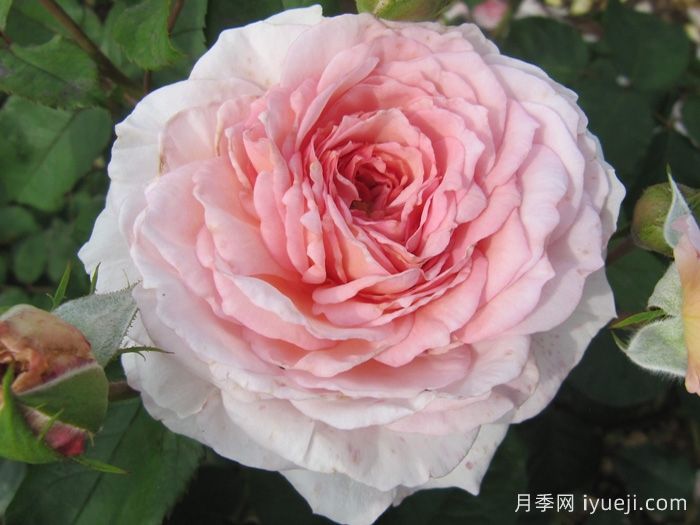 詹姆斯高威月季/詹姆斯戈尔韦James Galway(图5)