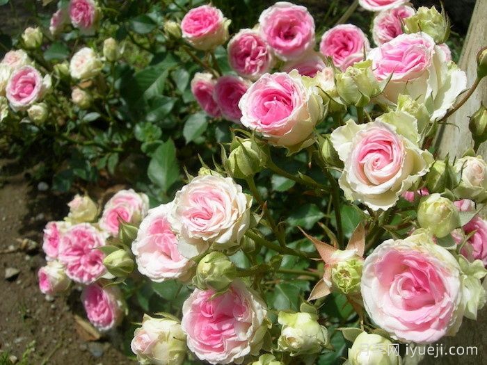 藤本小伊甸园/藤小伊月季Cl.Mimi Eden(图3)