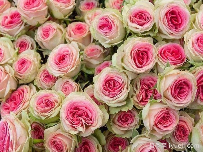 小伊甸园月季/迷你伊甸园/灌小伊Mimi Eden(图4)