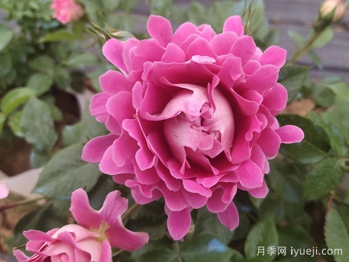 梦幻褶边月季/梦幻波浪Fancy Ruffle(图2)