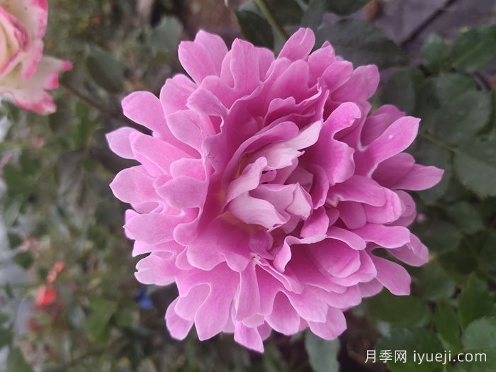 梦幻褶边月季/梦幻波浪Fancy Ruffle(图4)