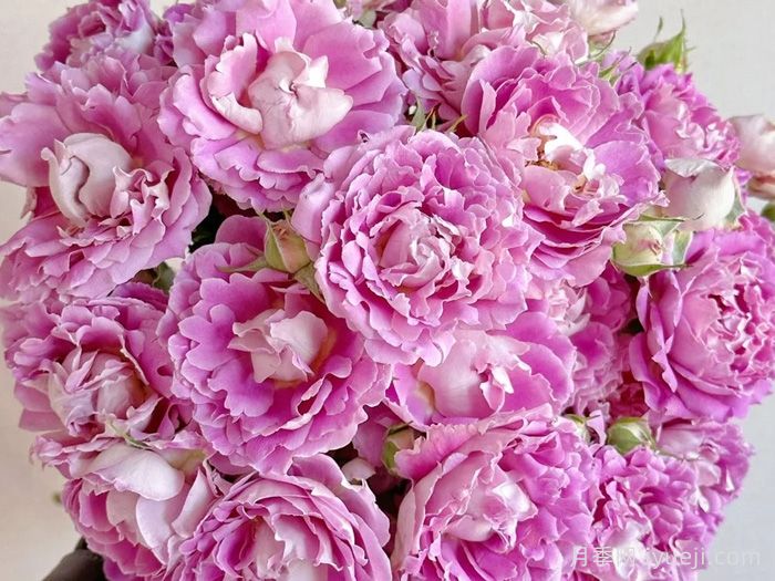 梦幻褶边月季/梦幻波浪Fancy Ruffle(图5)