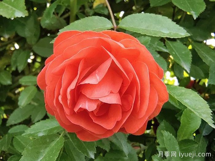 橙木香月季/藤本橙柯斯特Cl Margo Koster(图1)