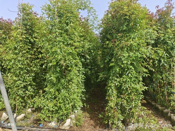 橙木香月季/藤本橙柯斯特Cl Margo Koster(图2)