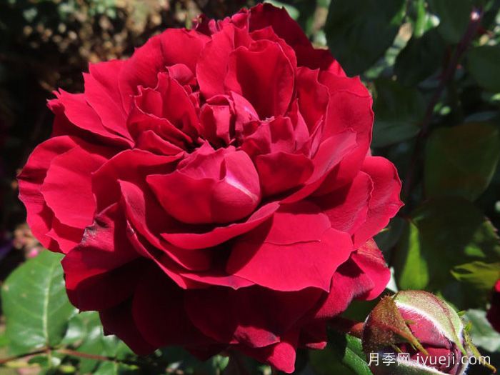 海格瑞月季/海格罗夫Highgrove(图1)