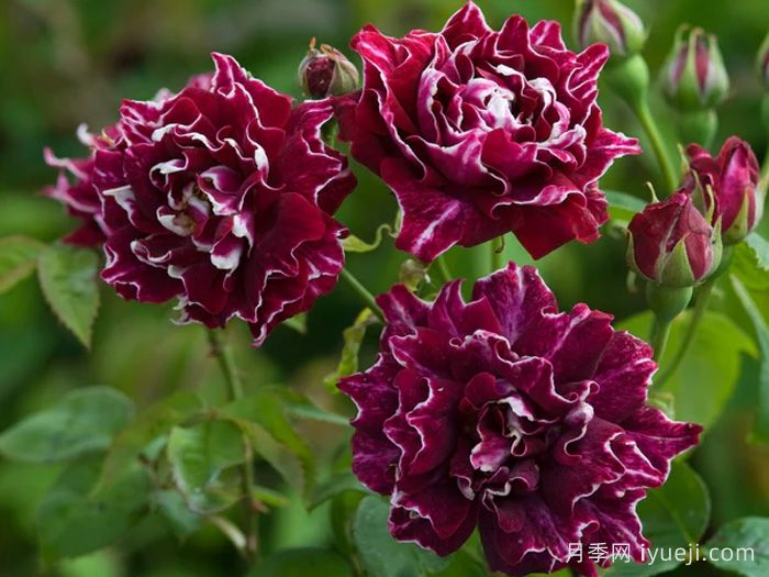 紫袍玉带月季Roger Lambelin(图2)