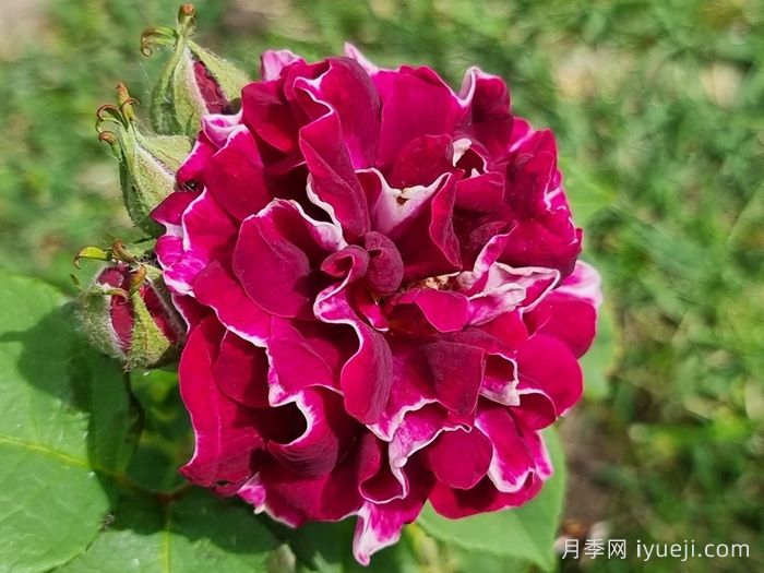 紫袍玉带月季Roger Lambelin(图1)