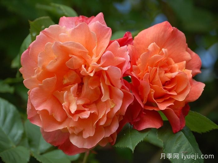 西方大地月季Westerland(图1)