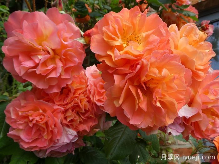 西方大地月季Westerland(图2)