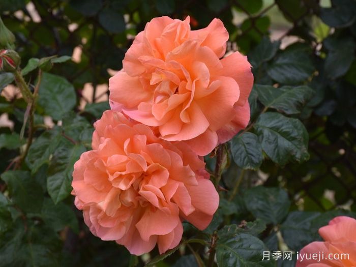 西方大地月季Westerland(图4)