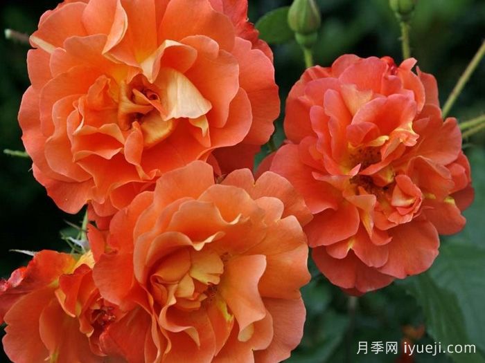 西方大地月季Westerland(图5)