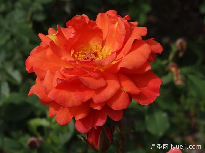 西方大地月季Westerland(图6)