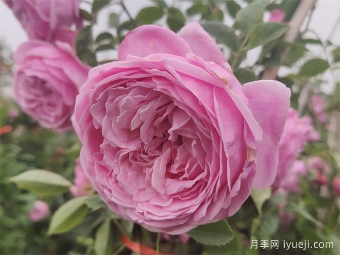 自由精神月季Spirit of Freedom(图1)