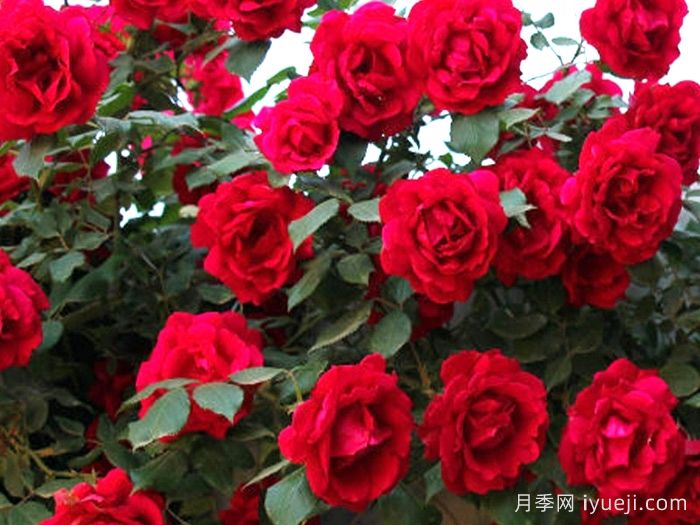 鲁硕红月季(图1)