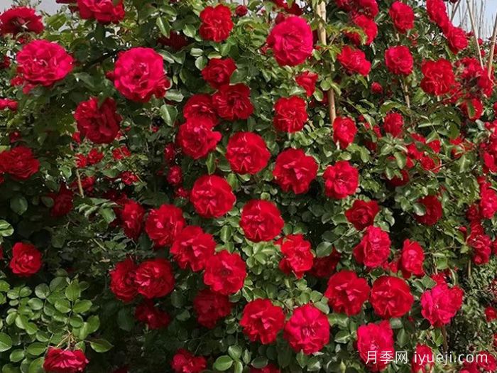 鲁硕红月季(图2)