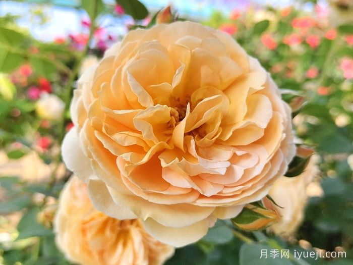 玛格丽特王妃月季Crown Princess Margareta(图2)