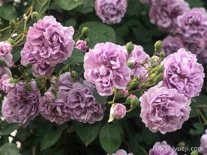 蓝色阴雨月季Rainy Blue(图2)