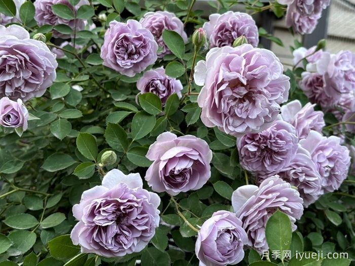 蓝色阴雨月季Rainy Blue(图3)