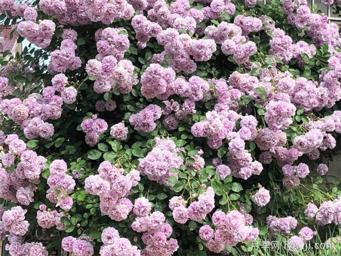 蓝色阴雨月季Rainy Blue(图4)