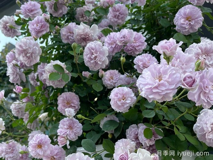 蓝色阴雨月季Rainy Blue(图6)