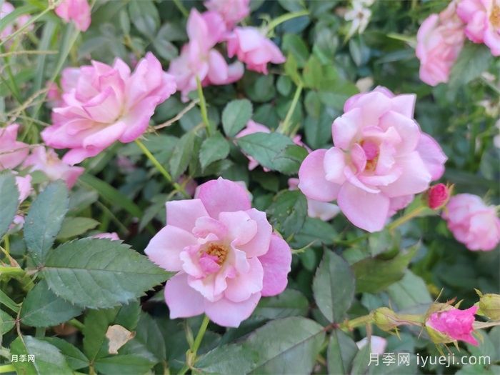 藤本樱霞月季Sakuragasumi(图3)