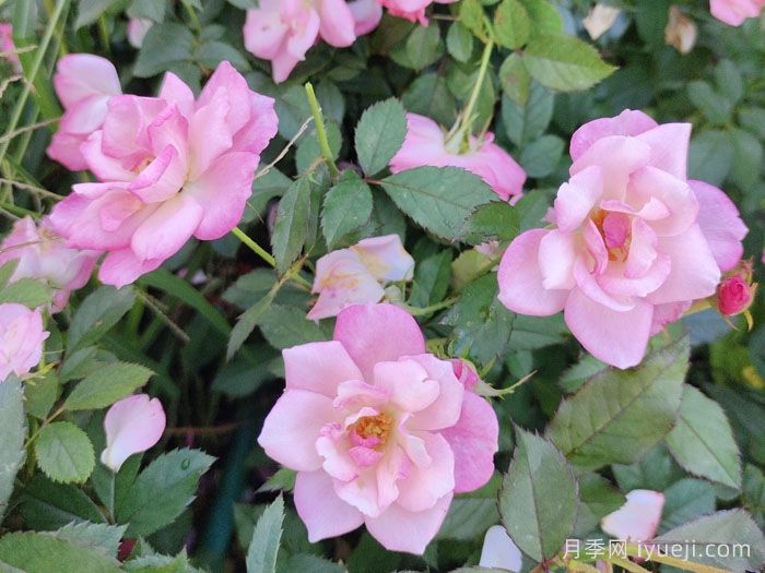 樱霞月季Sakuragasumi(图1)