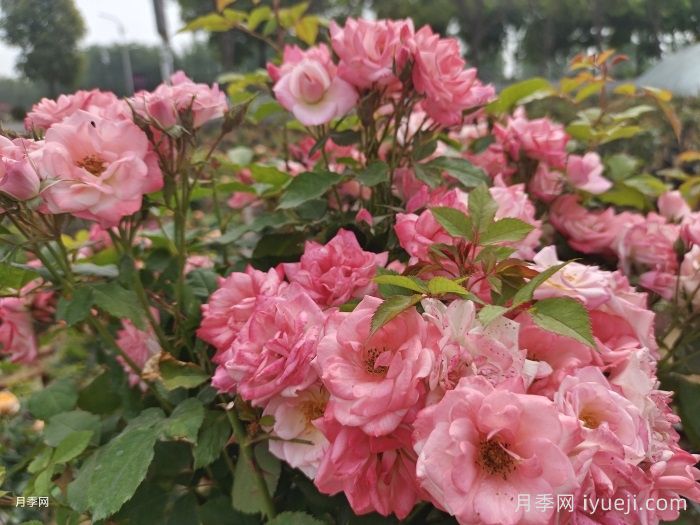 樱霞月季Sakuragasumi(图3)