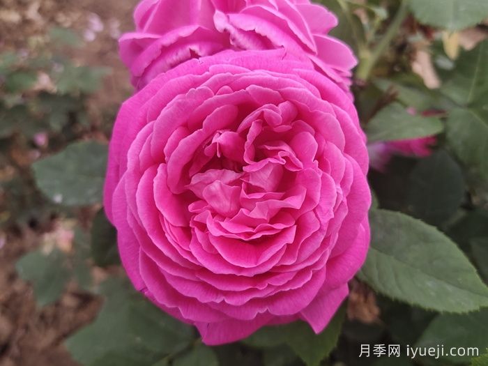 藤本蓝月亮月季Blue Monday(图1)