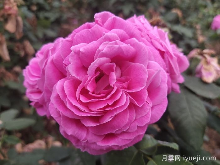 藤本蓝月亮月季Blue Monday(图4)