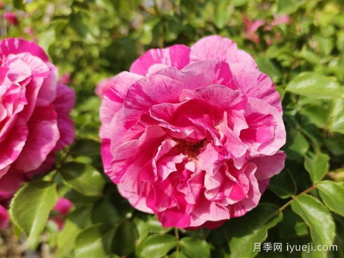 伊蕾莎斯特月季/依蕾莎丝特/伊内斯萨斯特雷Ines Sastre(图4)