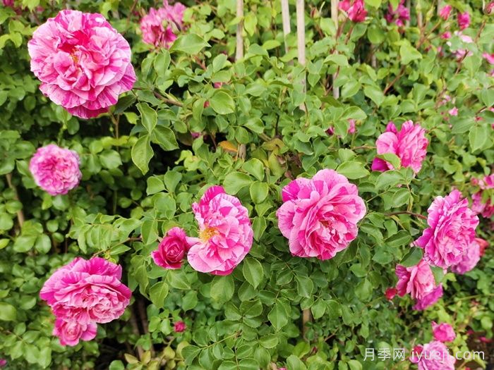 伊蕾莎斯特月季/依蕾莎丝特/伊内斯萨斯特雷Ines Sastre(图6)