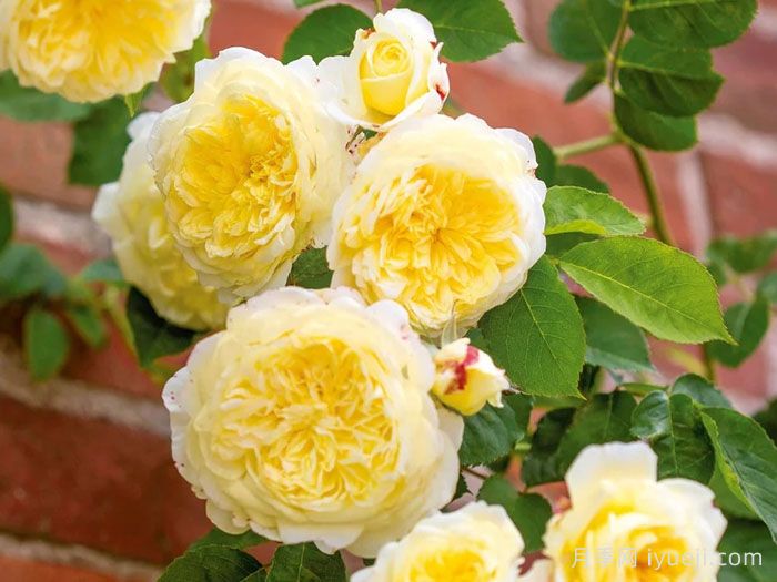 朝圣者月季/天路月季The Pilgrim(图1)