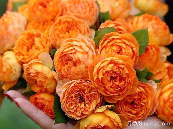 蜂蜜焦糖月季Honey Caramel(图3)