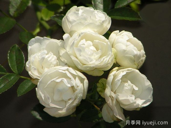 白柯斯特月季/白科斯特月季White Koster(图2)