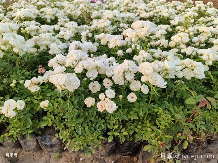 白柯斯特月季/白科斯特月季White Koster(图3)
