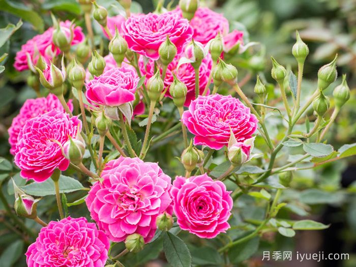 马里奥塔月季Marriotta(图3)