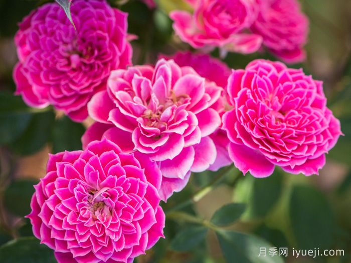 马里奥塔月季Marriotta(图4)