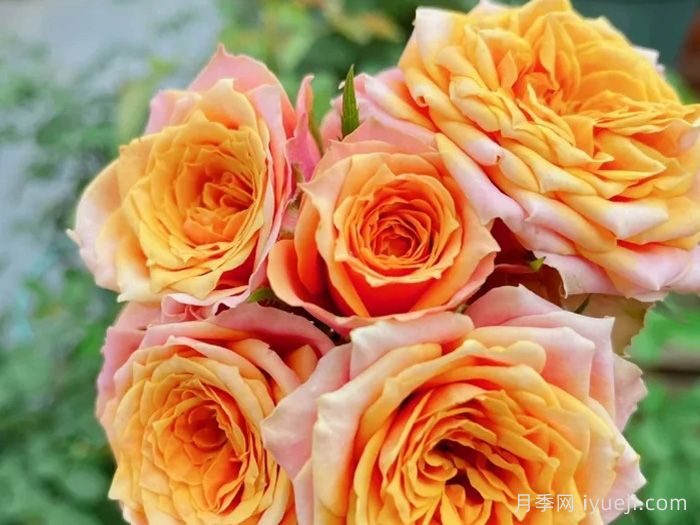 永远的那不勒斯月季Napoli Forever(图2)